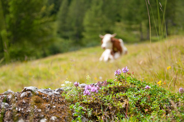cow lying on the alpine pasture