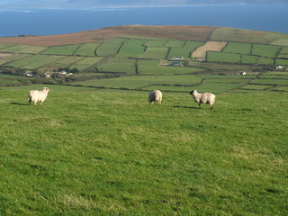 Fototapeta premium Irish sheep
