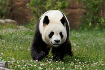 Naklejka premium panda-23
