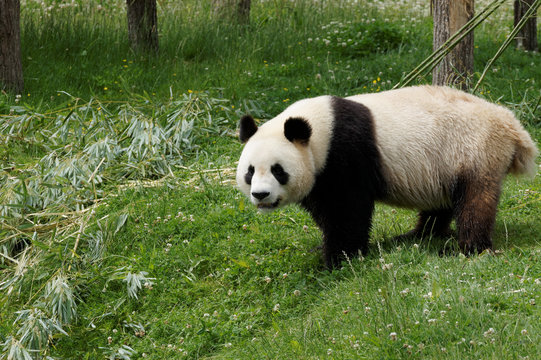 Fototapeta panda