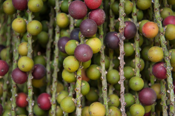 variety colorful palm fruits texture background