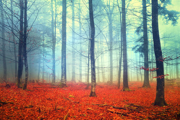 Autumn light forest scene