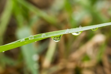 Grass with dew drops