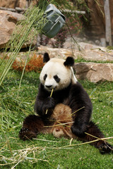 Fototapeta premium panda