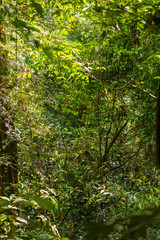 Obraz premium De jungle in Sumatra