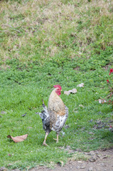 large colorful rooster