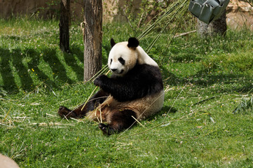 Obraz premium panda-100