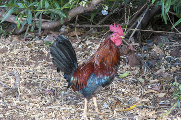 large colorful rooster