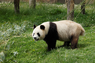 Obraz na płótnie Canvas panda