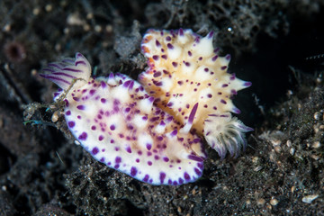 Colorful Nudibranchs