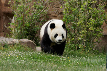 Fototapeta na wymiar panda-40