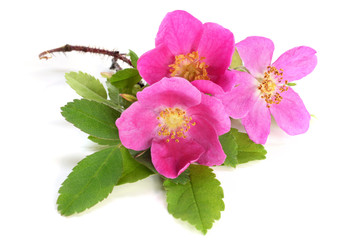 Fototapeta premium Flowers of pink dog rose with leaves