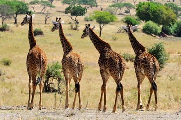 Naklejka na ściany i meble Giraffa camelopardalis tippelskirchi