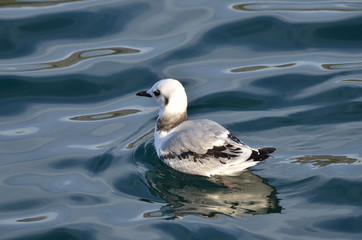 Чайка на волнах Атлантического океана