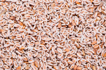Psyllium Seeds Background