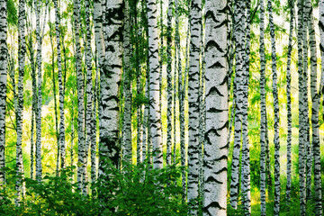 forest birch - 69586594