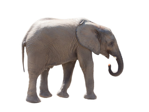 Elephant, it is isolated on a white background