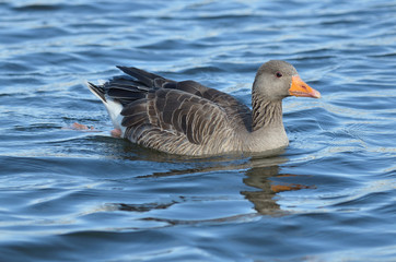Серый гусь с оранжевым клювом в водоеме
