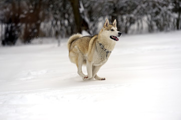Husky
