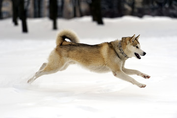 Husky