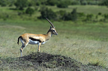 Grant's gazelle