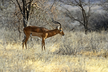 Impala gazelle