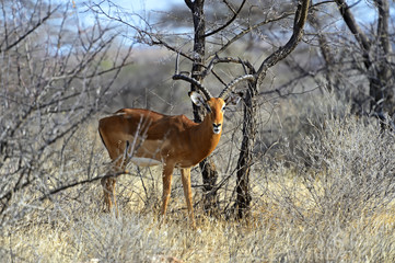 Impala gazelle