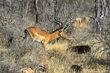 Impala gazelle