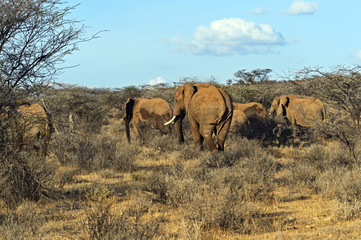 Fototapeta premium Elephant