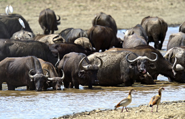 African buffalo