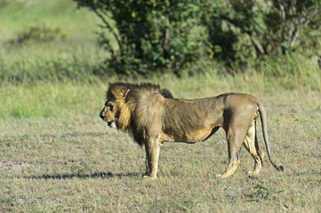 Lions Masai Mara