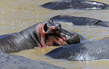 African hippo