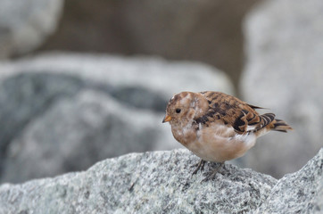 Пуночка (лат. Plectrophenax nivalis)