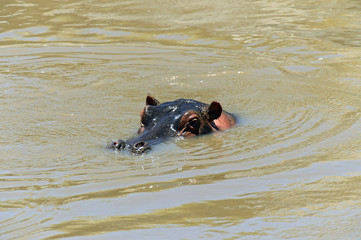Obraz premium African hippo