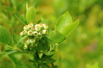 Unripe blueberries