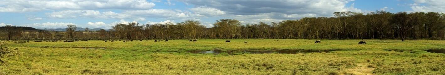 Fototapeta na wymiar African buffalo
