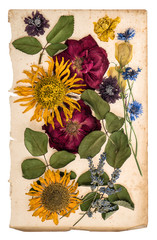 Obraz premium dried flowers over aged paper. herbarium lavender, roses, sunflo