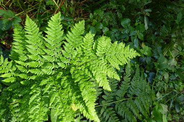 Waldpflanze: Königsfarn (Osmunda regalis)