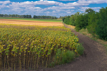 Fototapeta na wymiar Ukrainian agricultural landscape at the end of summer season