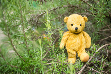 teddy bear in the park