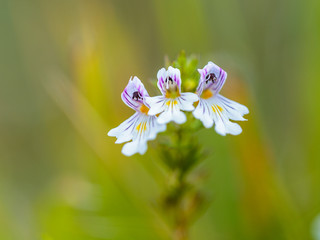 White Autumn Flower