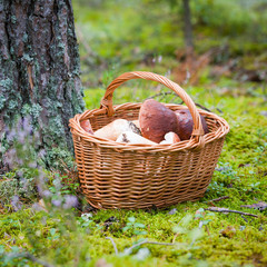 mushrooms in the forest