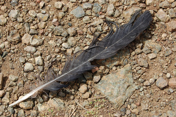 Feather