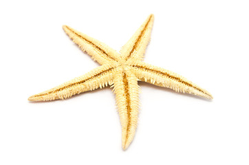 One starfish isolated on white ground.