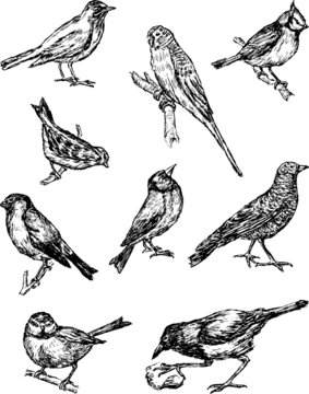 birds