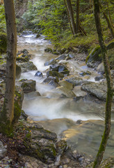 Rushing creek in the woods