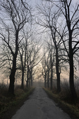 Foggy morning - country road.