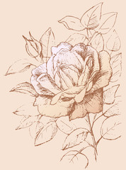 drawn rose