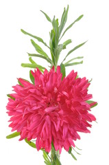 Fototapeta premium Red flower dahlia with green leaves isolated on white background