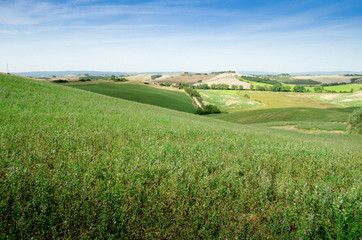 Fototapeta premium prairie toscane crete senesi